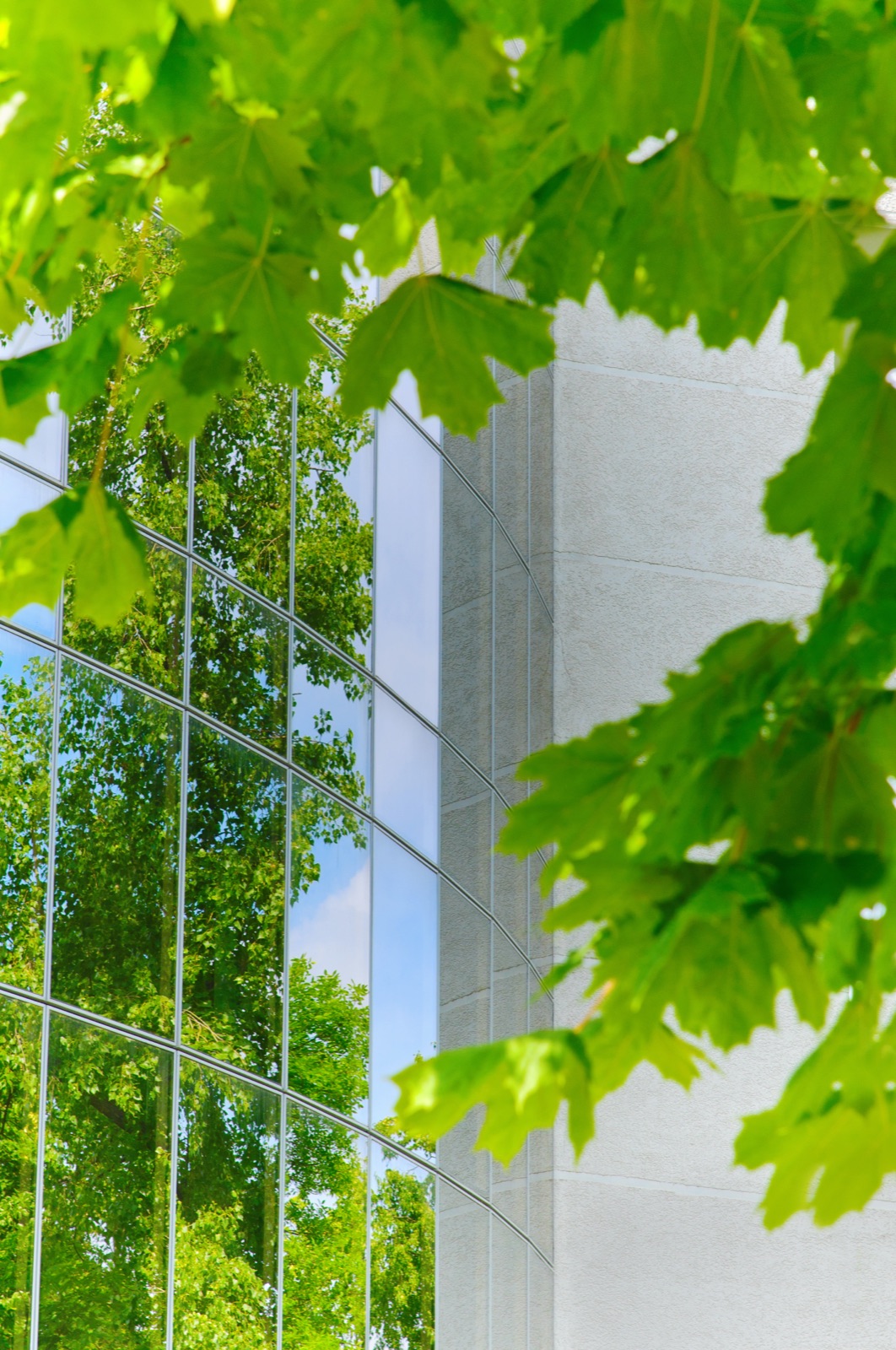 Green maple leaves in front of a glass office building