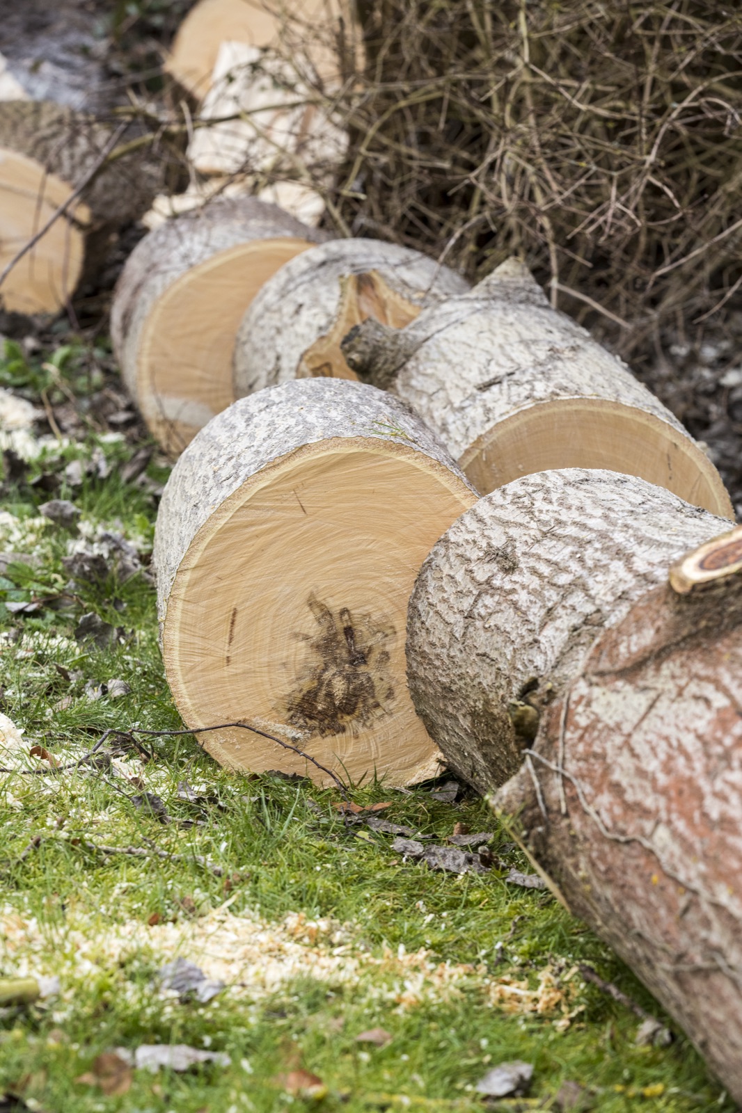 Cross-sections of a safely dismantled tree trunk