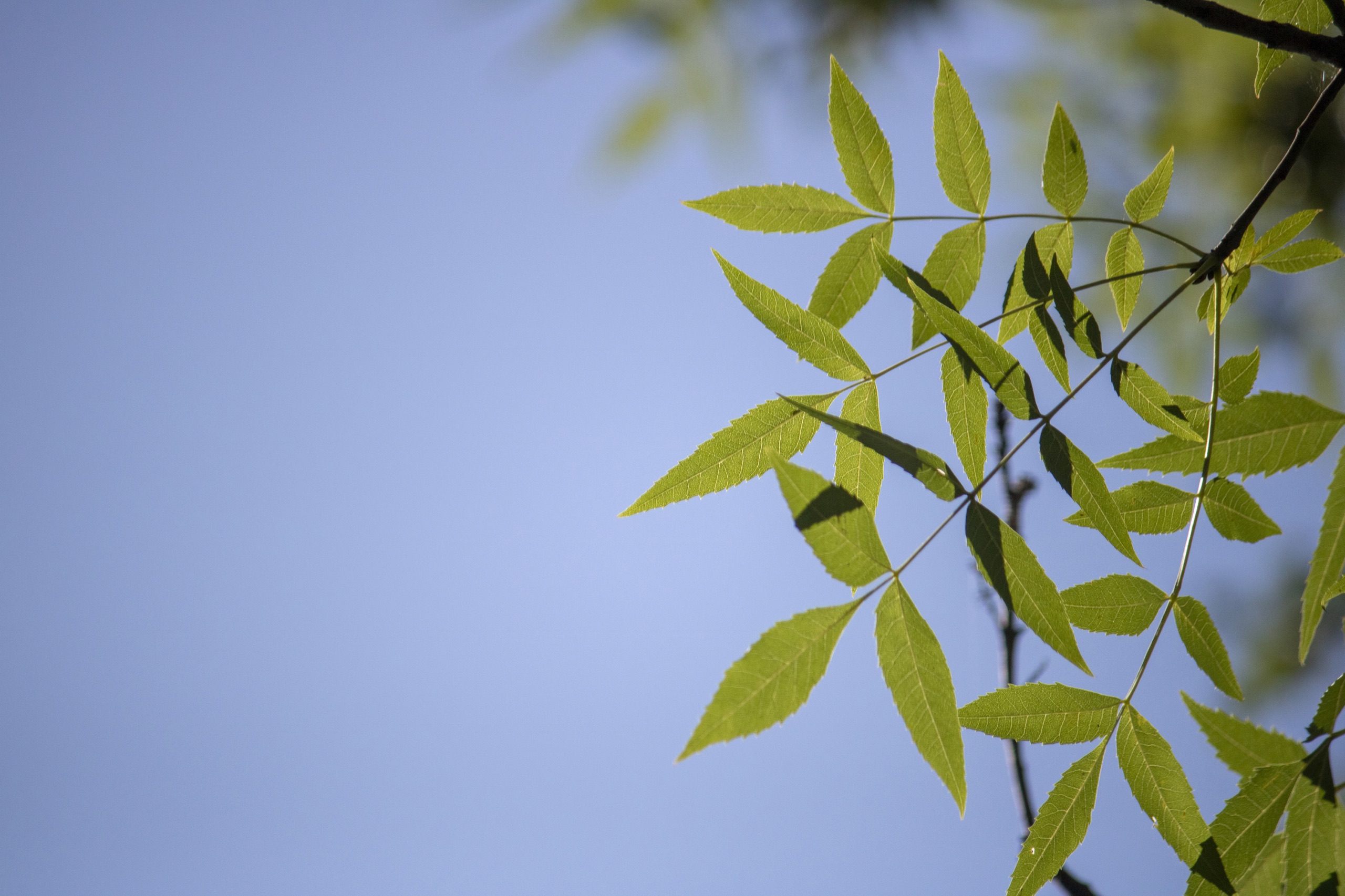 Fresh green ash leaves against a clear blue sky