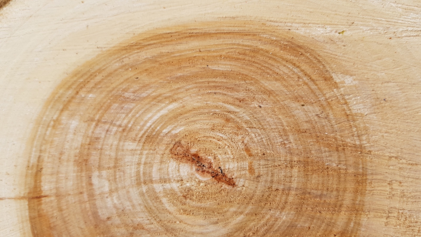 Freshly cut tree stump cross-section showing growth rings