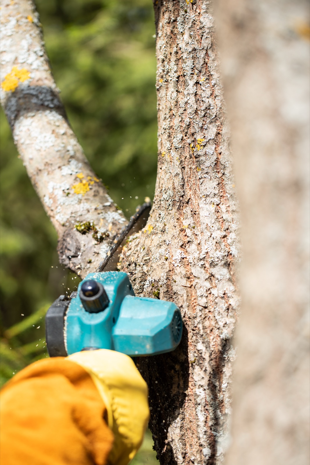 A branch being carefully pruned in accordance with BS3998