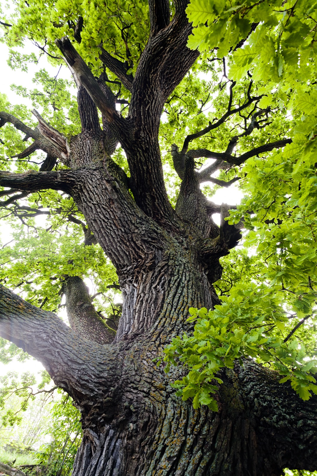 Looking up into the crown of a large mature oak tree