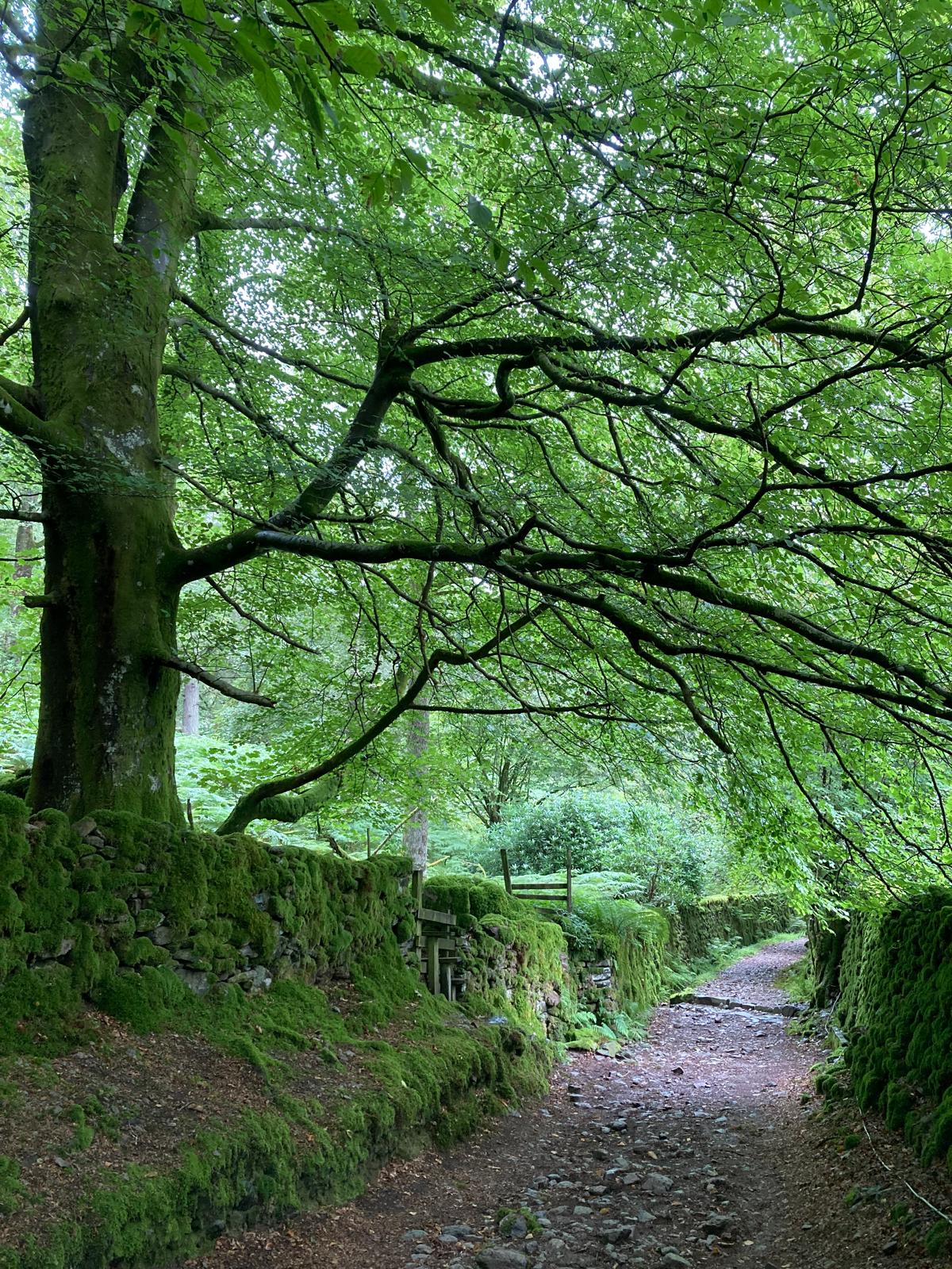 Magnificent mature tree showcasing Sylva Vale's expertise